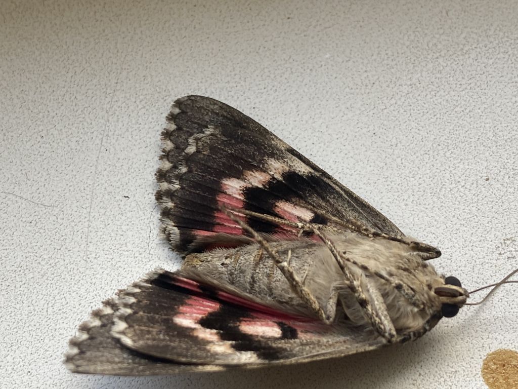 Catocala sponsa (Linnaeus, 1767)
