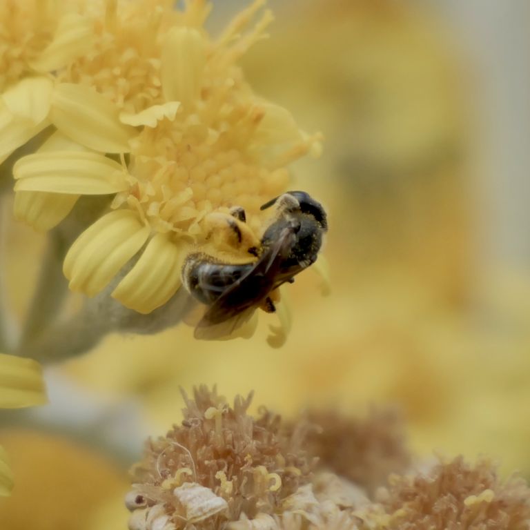 Lasioglossum