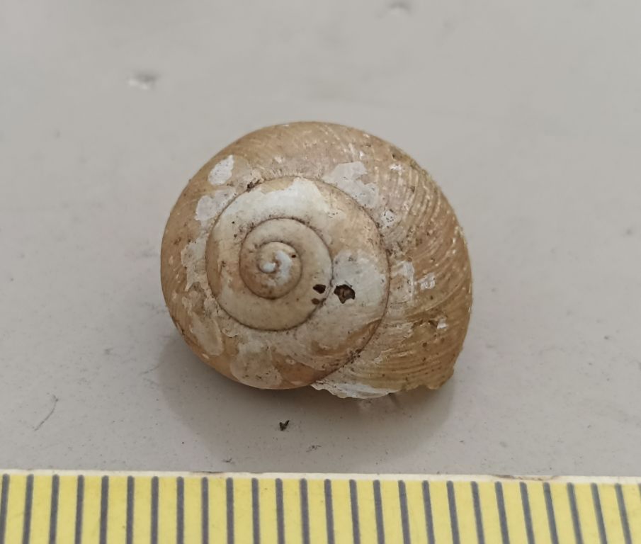 Fruticicola fruticum (Müller, 1774)