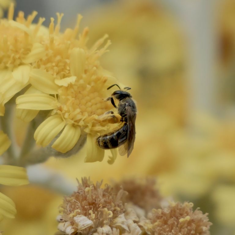 Lasioglossum