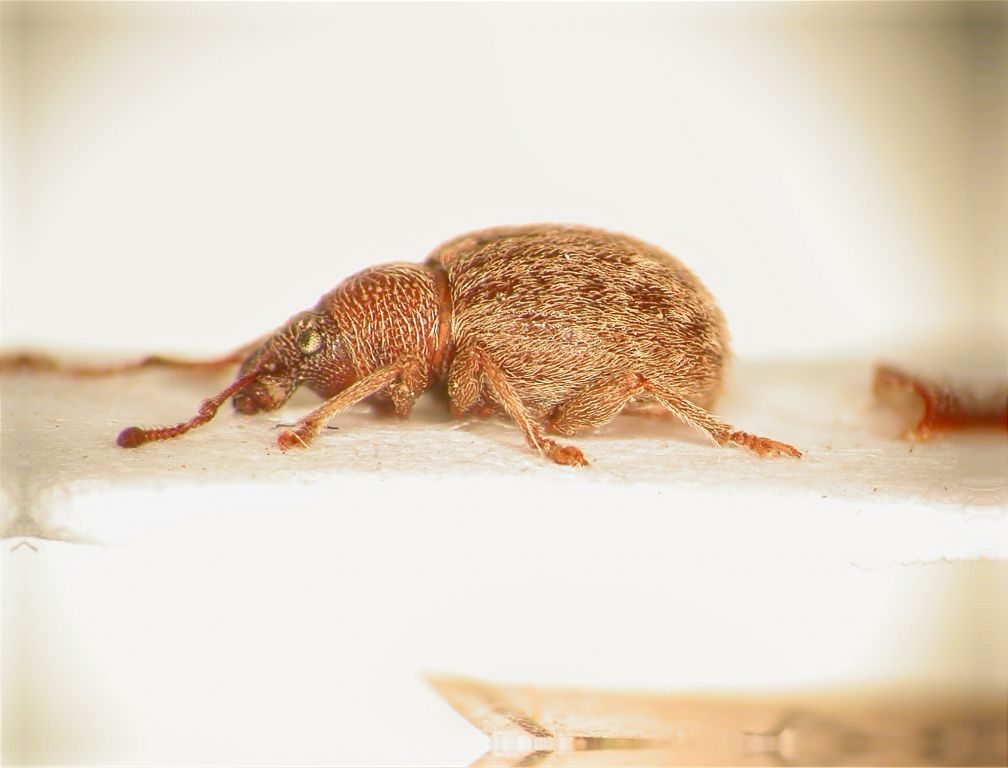 Altonomus villosus Reitter, 1906