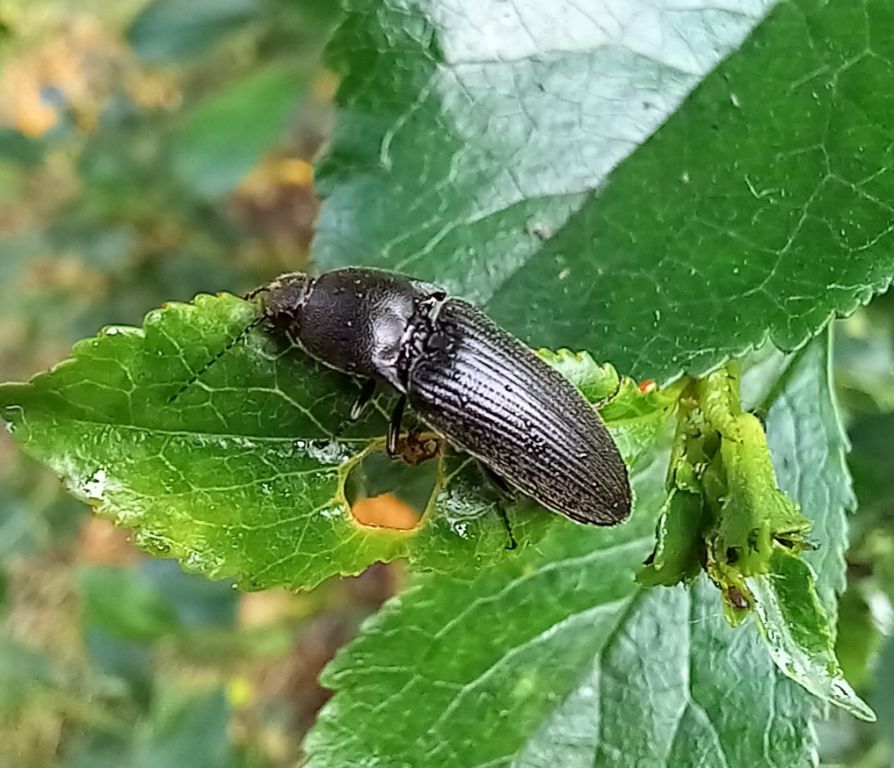 Elateridae Leach, 1815