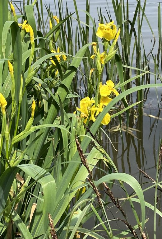 Iris pseudacorus L.