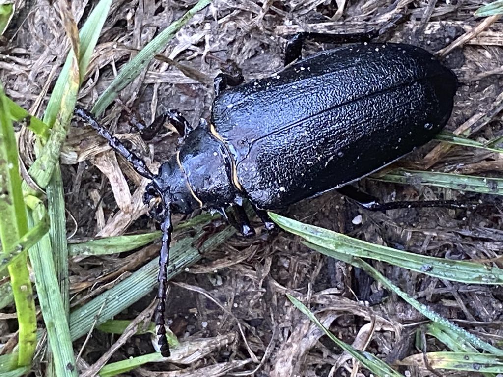 Prionus coriarius (Linnaeus, 1758)