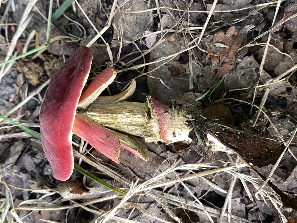 Hortiboletus rubellus
