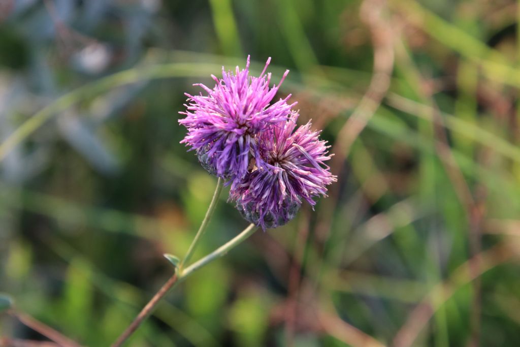 Centaurea scabiosa L.