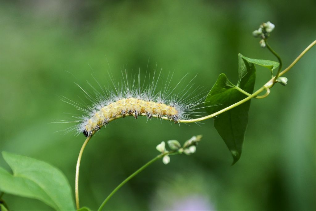 Lepidoptera Linnaeus, 1758