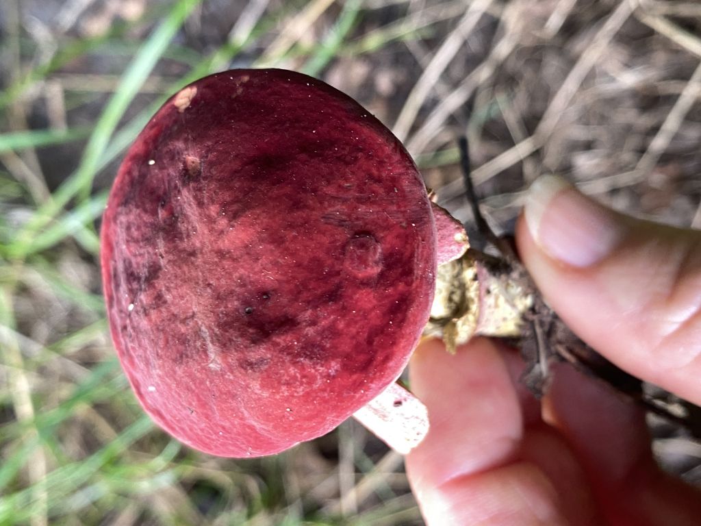 Hortiboletus rubellus