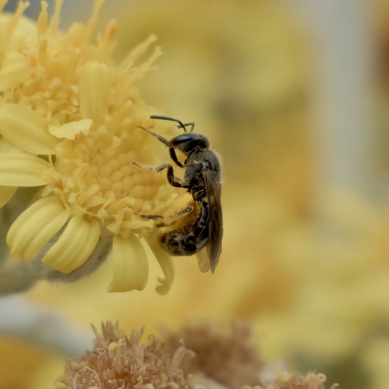 Lasioglossum