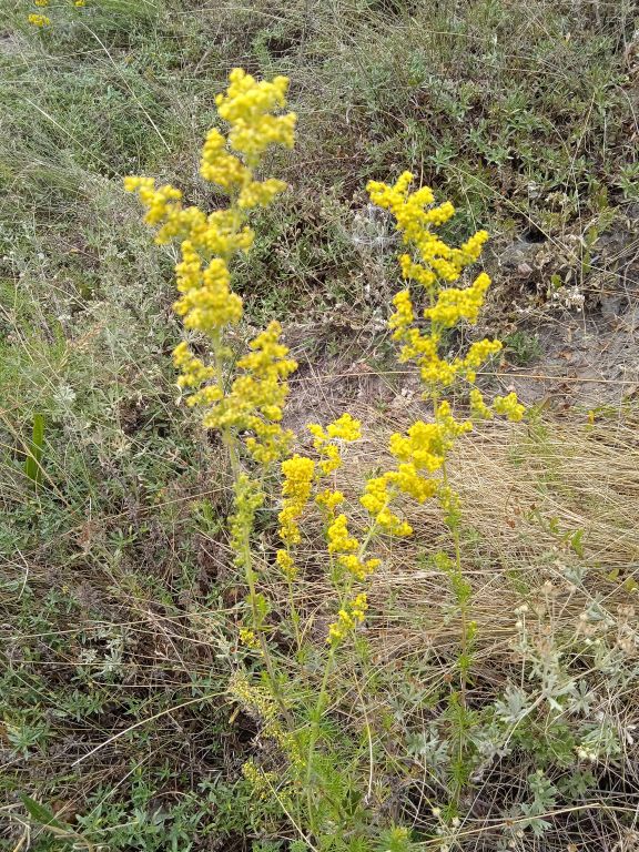 Galium verum L.