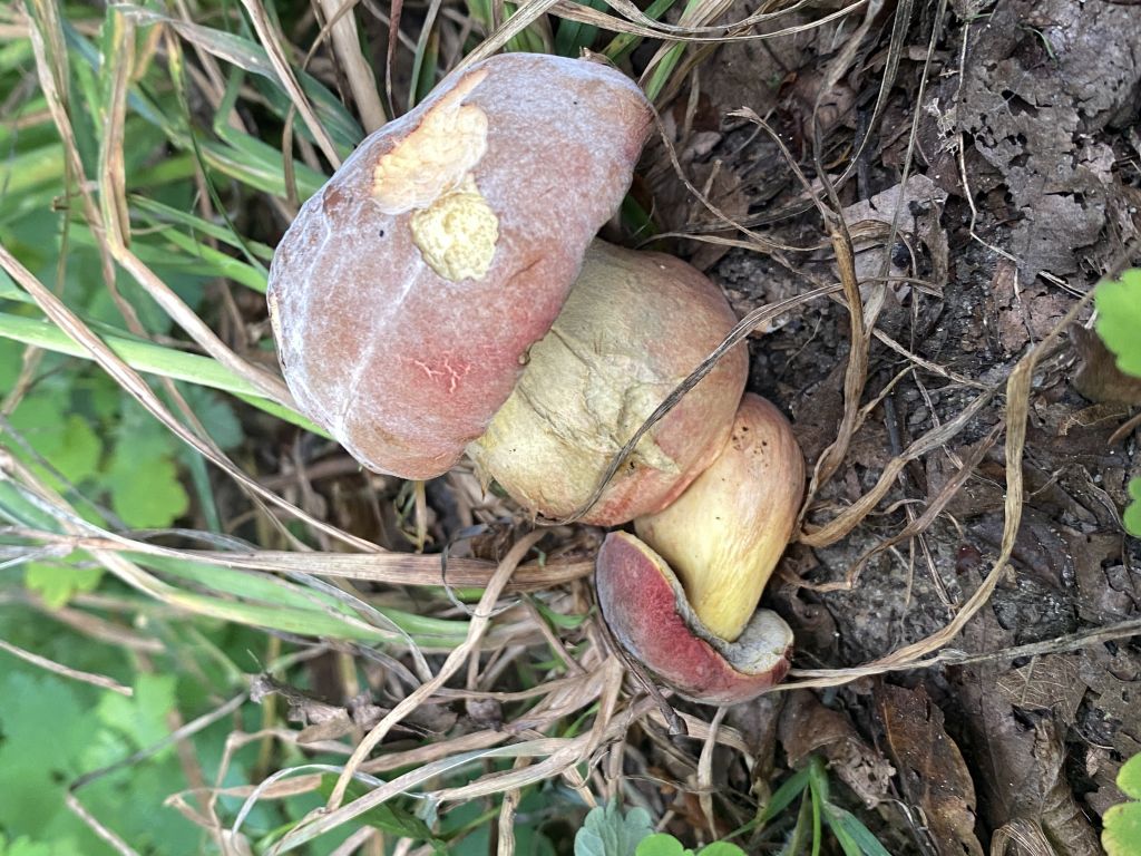 Xerocomellus pruinatus (Fr. & Hök) Šutara