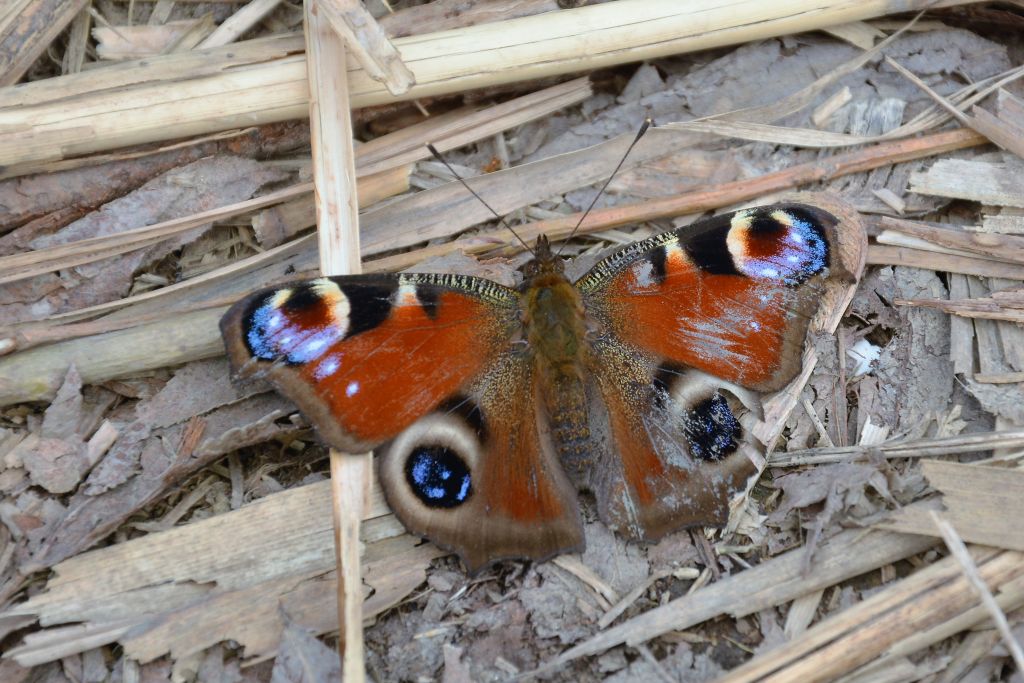 Aglais io (Linnaeus, 1758)