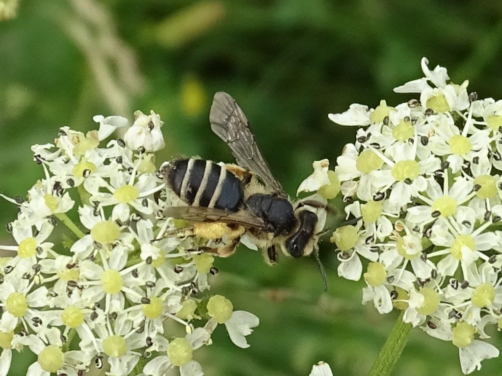 Apoidea