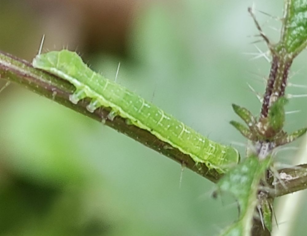 Lepidoptera Linnaeus, 1758