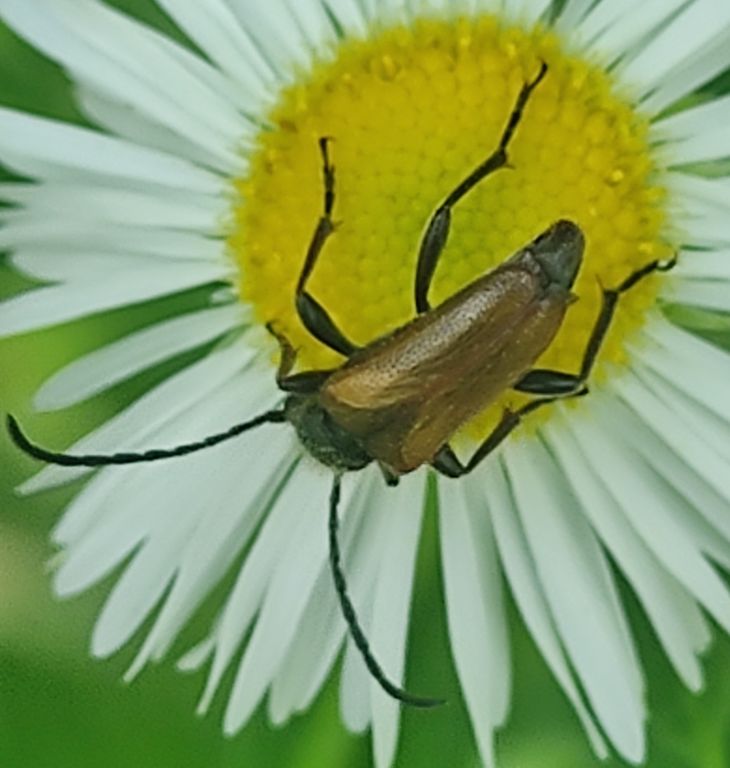 Pseudovadonia livida (Fabricius, 1776)