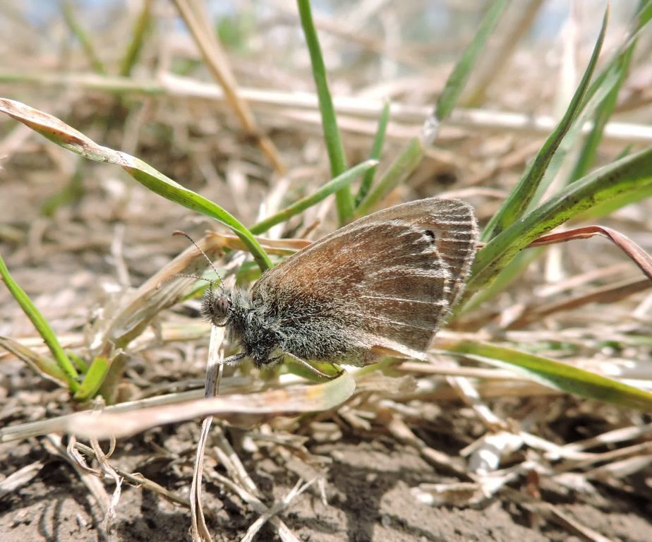 Coenonympha pamphilus (Linnaeus, 1758)