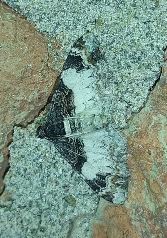 Catarhoe cuculata (Hufnagel, 1767)