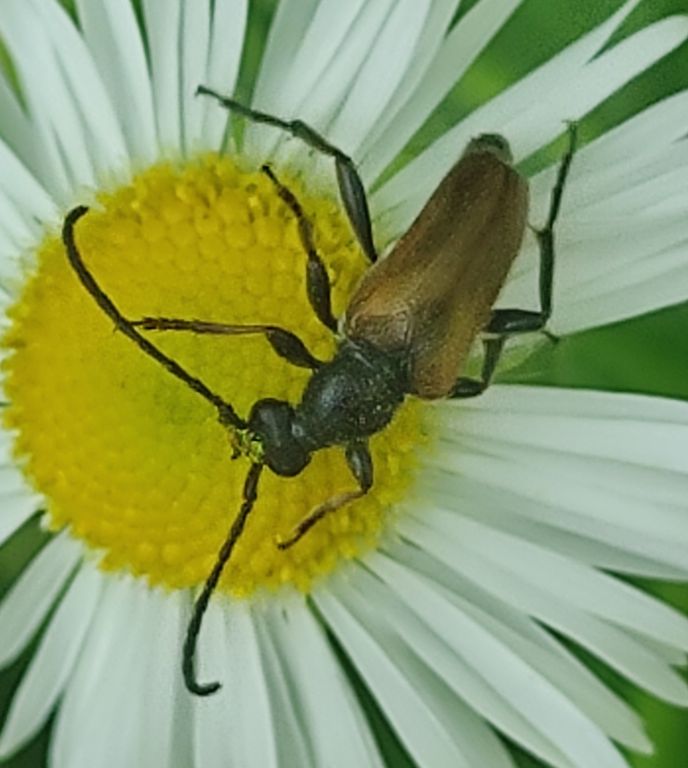 Pseudovadonia livida (Fabricius, 1776)