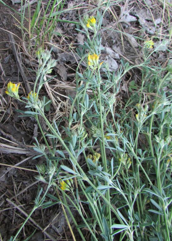 Medicago falcata L.