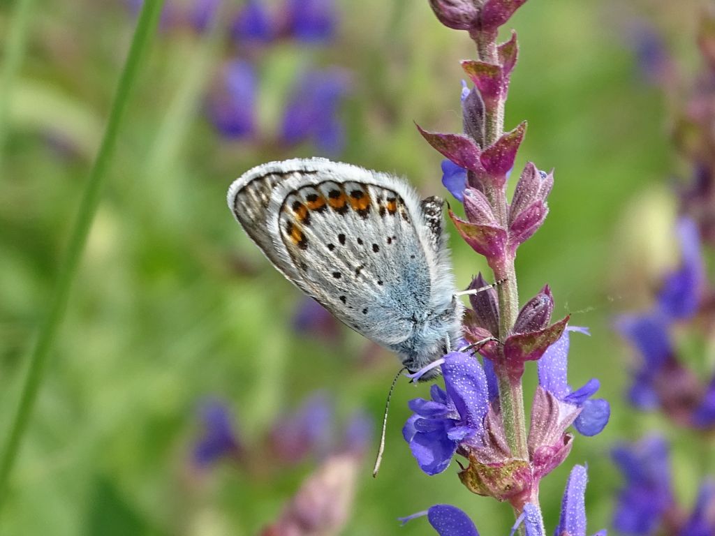 Plebejus (Plebejus) argus (Linnaeus, 1758)
