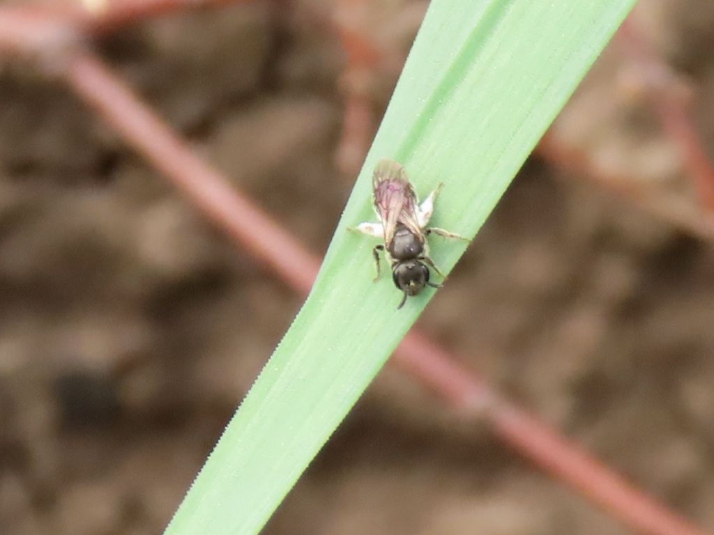 Apoidea