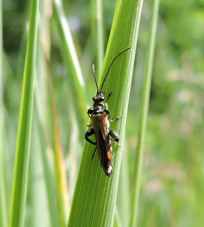 Oedemera (Oedemera) femorata (Scopoli, 1763)