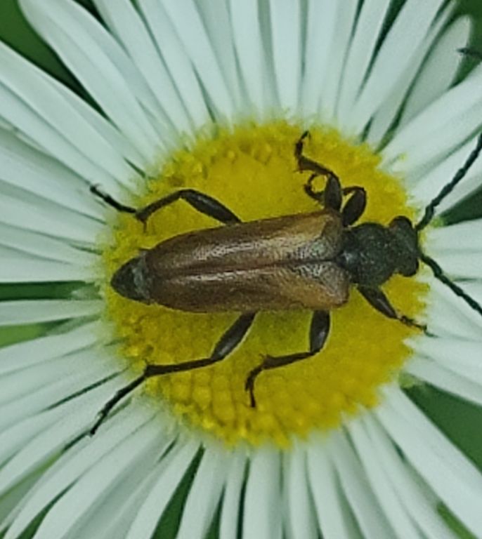 Pseudovadonia livida (Fabricius, 1776)