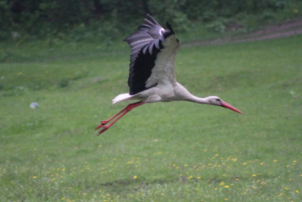 Ciconia ciconia (Linnaeus, 1758)