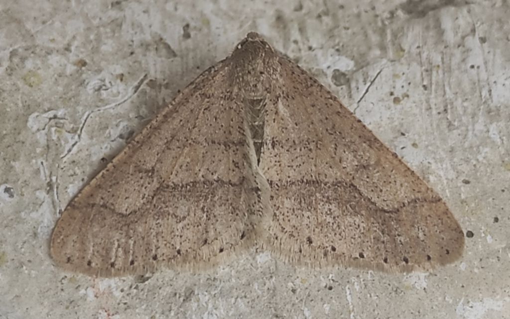 Agriopis marginaria (Fabricius, 1776)