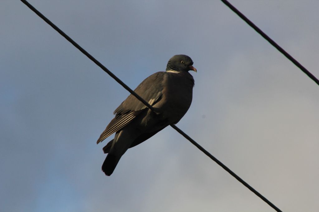 Columba palumbus Linnaeus, 1758