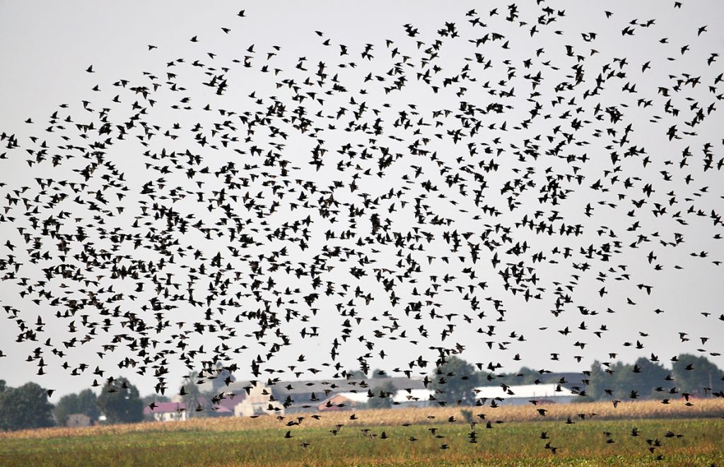 Sturnus vulgaris Linnaeus, 1758