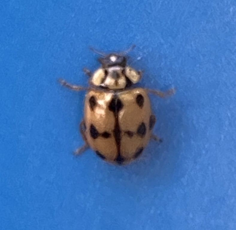 Adalia (Adaliomorpha) conglomerata (Linnaeus, 1758)