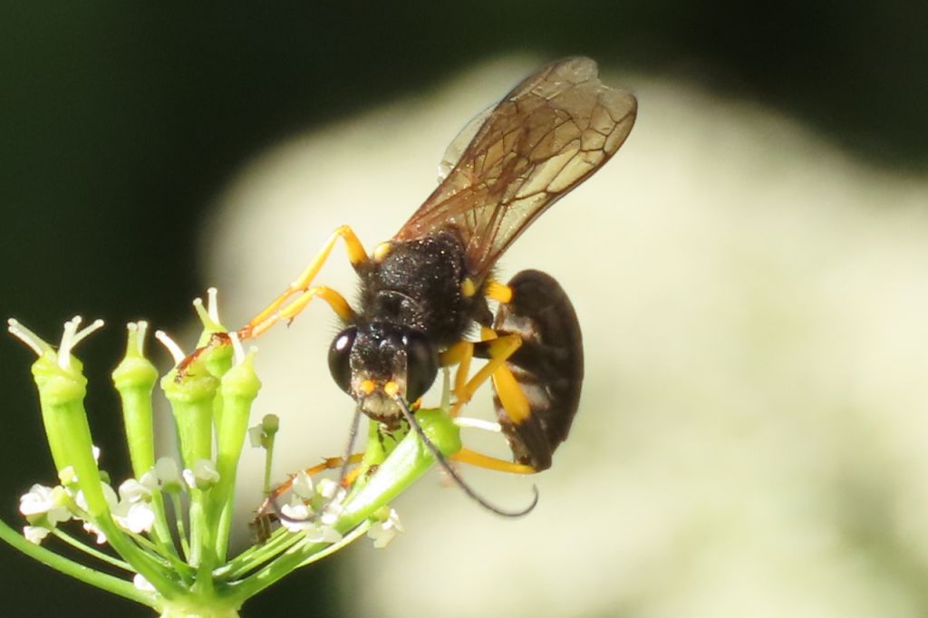 Sceliphron destillatorium (Illiger, 1807)