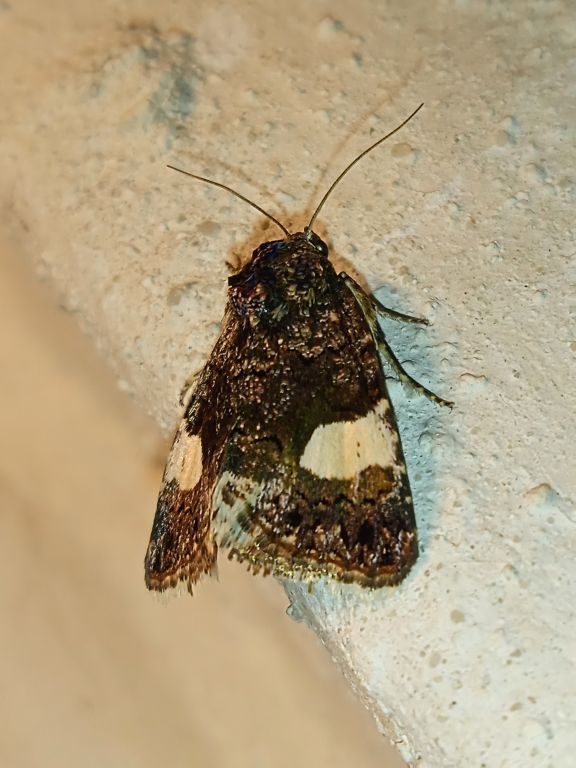 Tyta luctuosa (Denis & Schiffermüller, 1775)