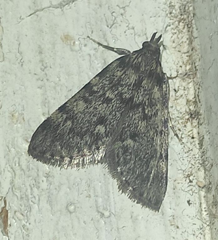 Aglossa pinguinalis (Linnaeus, 1758)