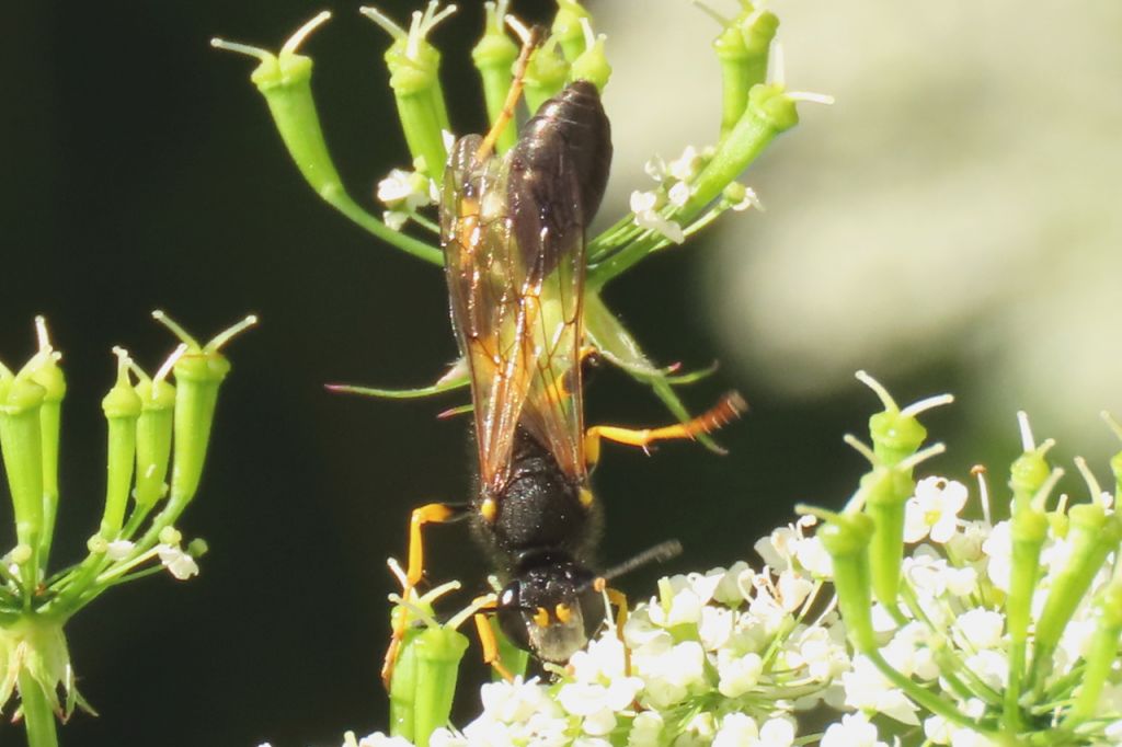Sceliphron destillatorium (Illiger, 1807)