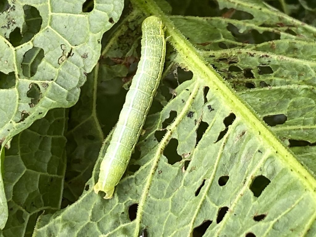 Lepidoptera Linnaeus, 1758