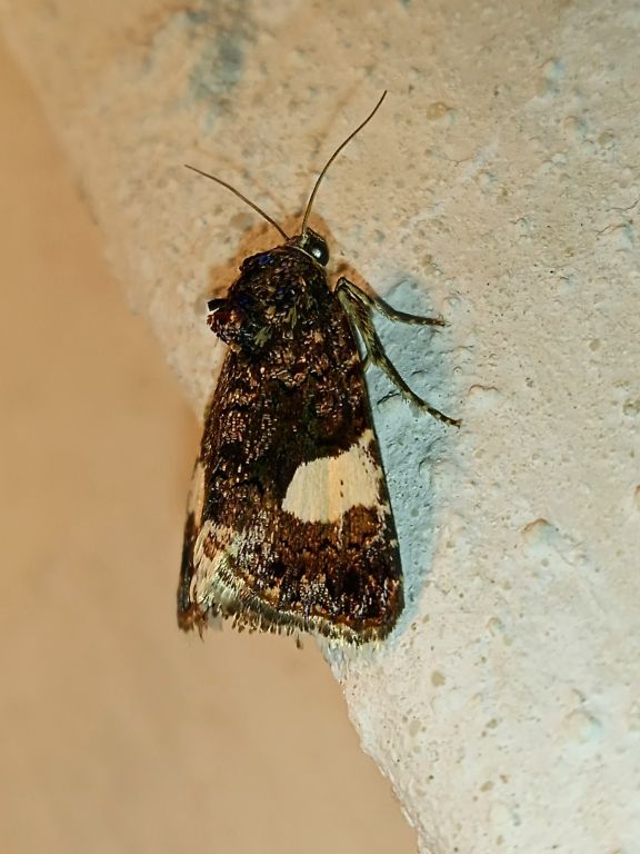 Tyta luctuosa (Denis & Schiffermüller, 1775)