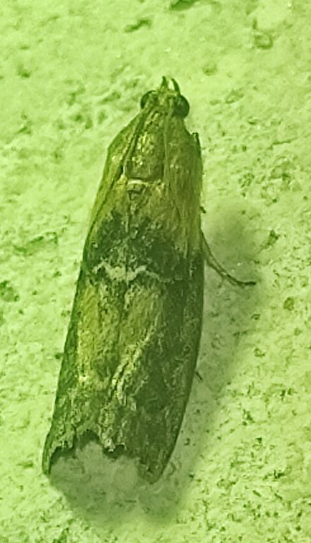 Lepidoptera Linnaeus, 1758