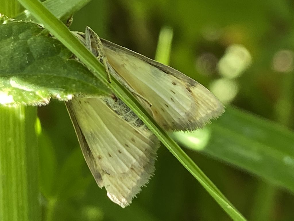Lepidoptera Linnaeus, 1758