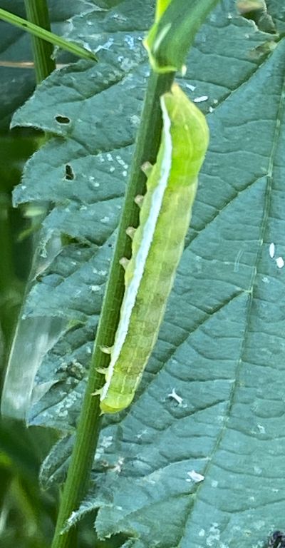 Lepidoptera Linnaeus, 1758