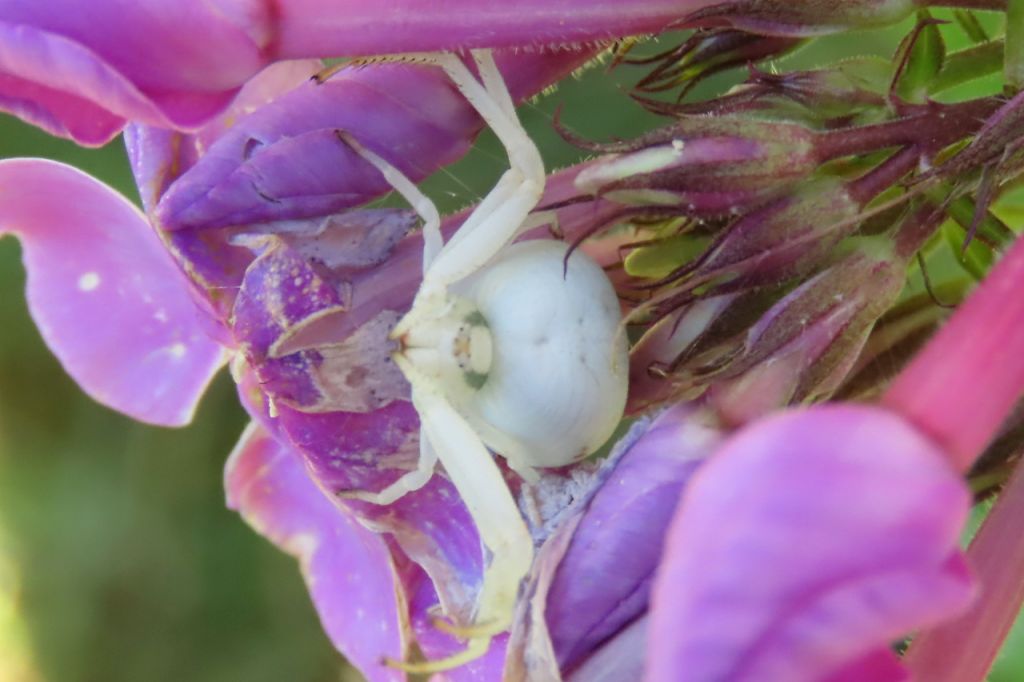 Misumena vatia (Clerck, 1757)