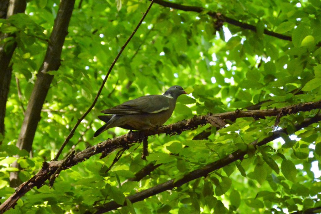 Columba palumbus Linnaeus, 1758