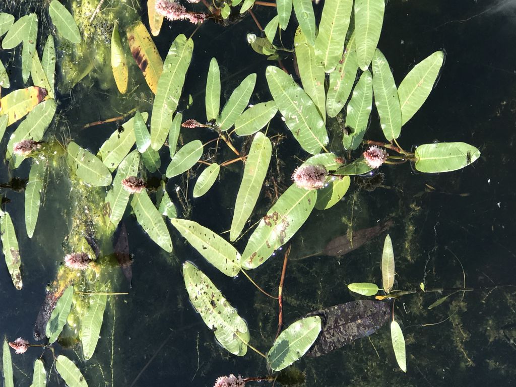 Persicaria amphibia (L.) Gray