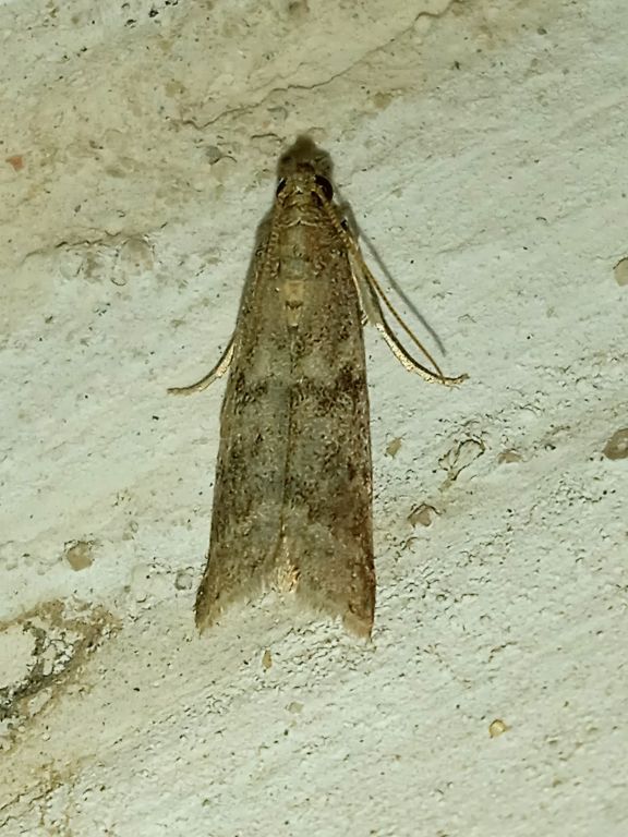 Lepidoptera Linnaeus, 1758