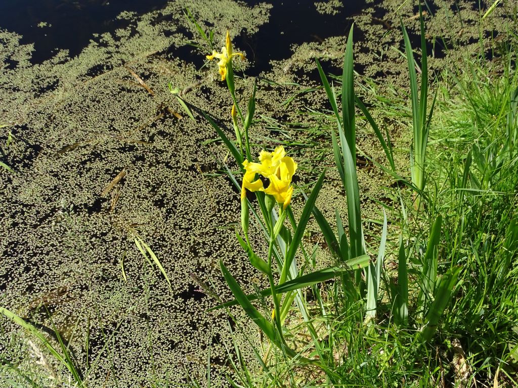 Iris pseudacorus L.