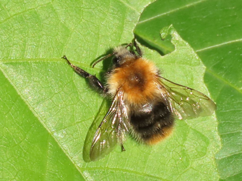 Apoidea