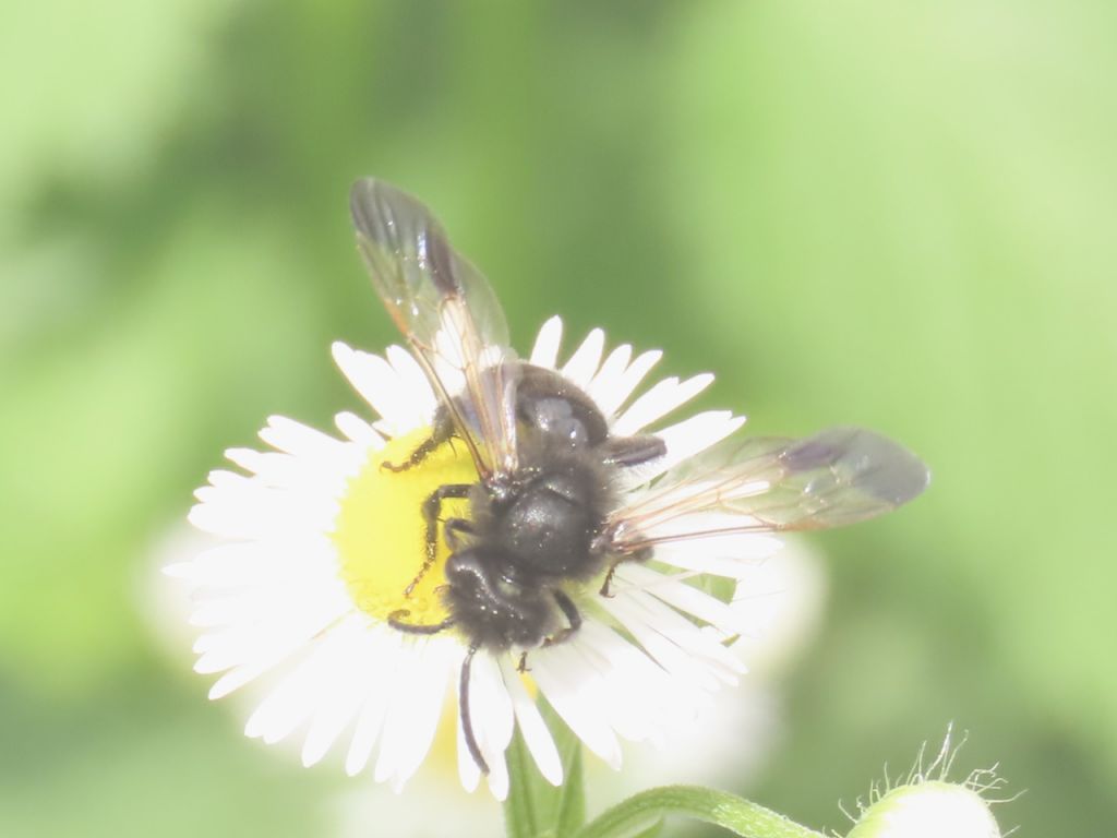 Apoidea