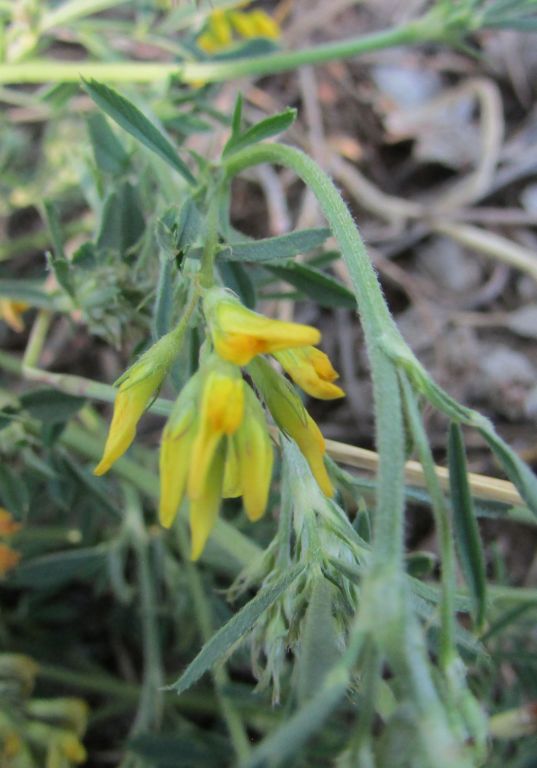 Medicago falcata L.