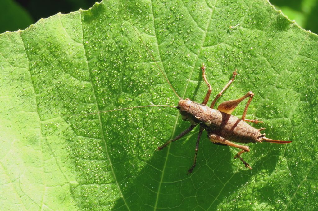 Insecta
